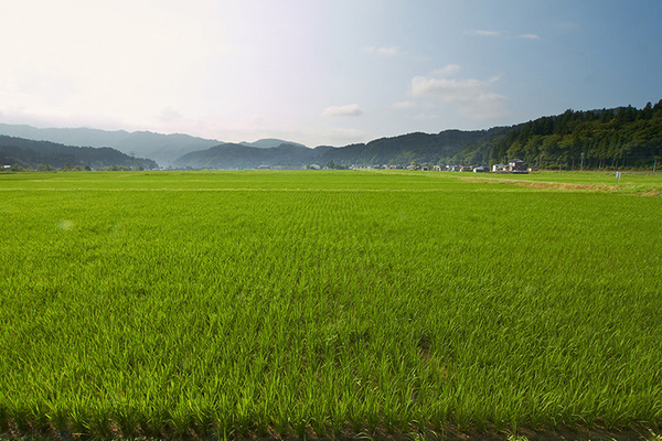 越淡麗栽培風景