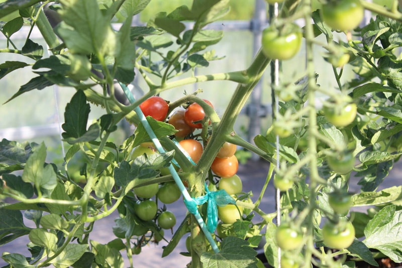 トマト栽培風景